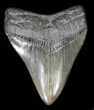 Nice, Fossil Megalodon Tooth #36267-1